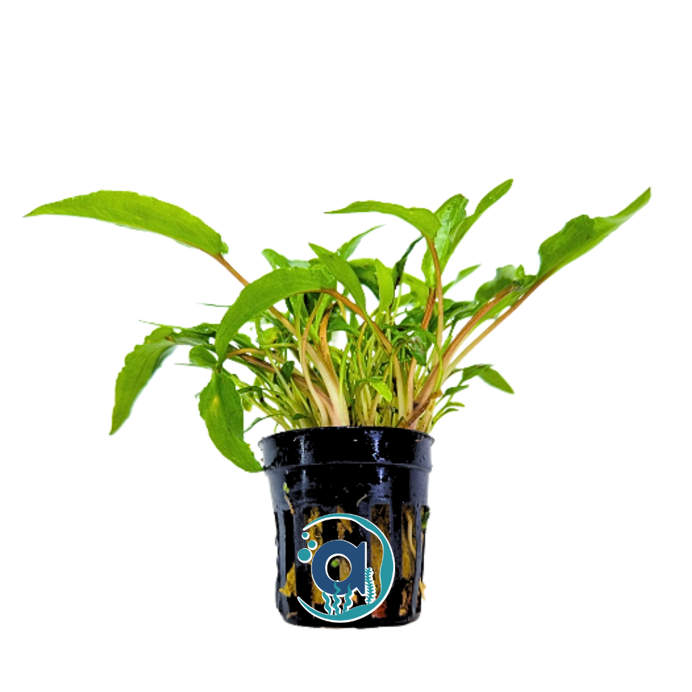 Cryptocoryne Wendtii groen