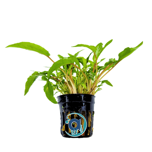 Cryptocoryne Wendtii green