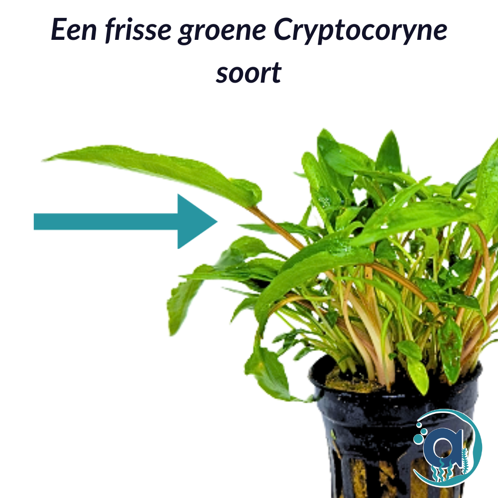 Cryptocoryne Wendtii groen