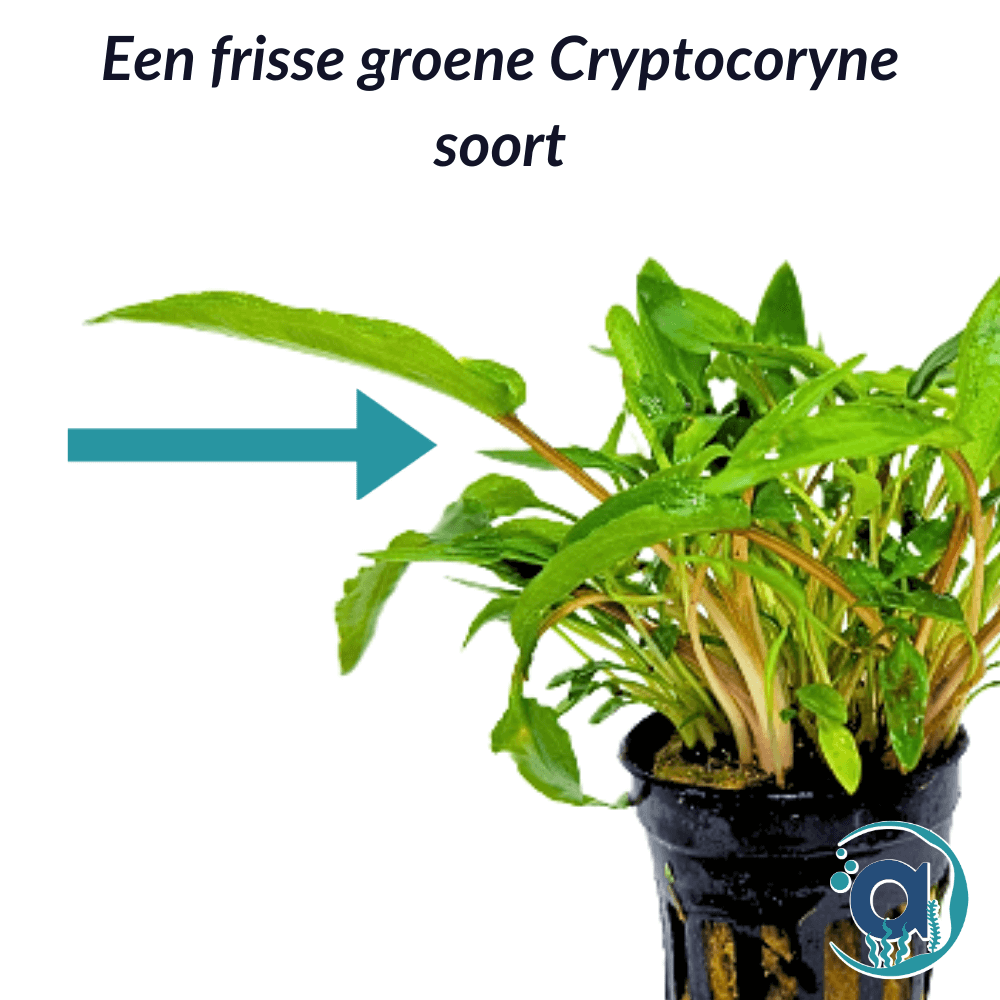 Cryptocoryne Wendtii green