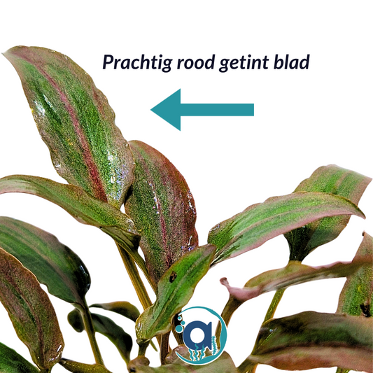 Cryptocoryne wendtii red