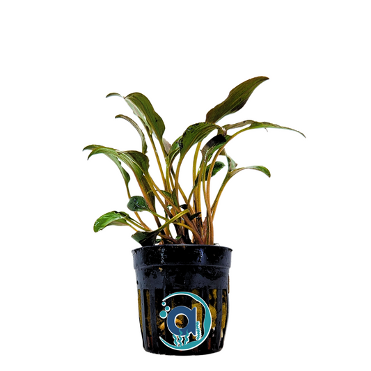 Cryptocoryne wendtii red