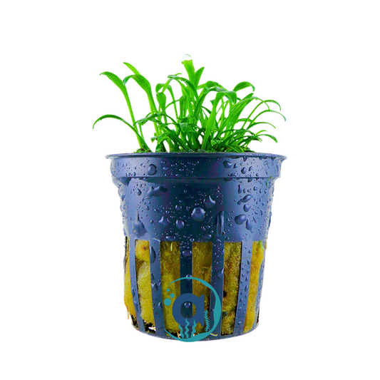 Cryptocoryne Parva