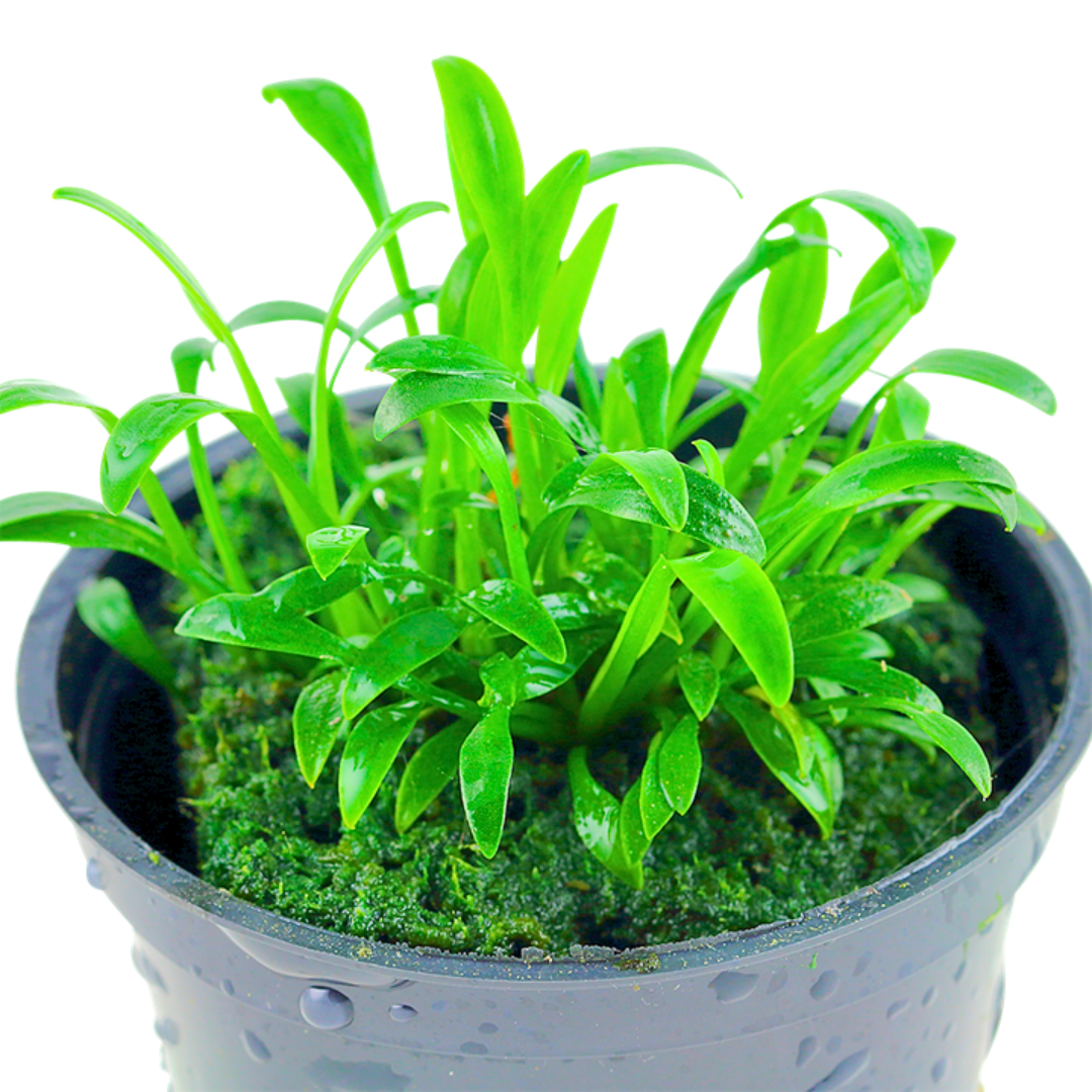 Cryptocoryne Parva