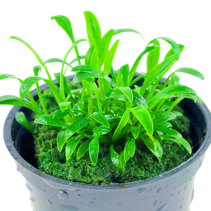 Cryptocoryne Parva