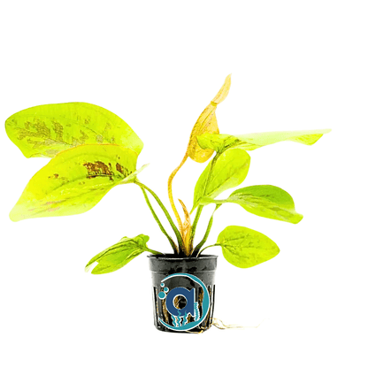Echinodorus chocolate marble