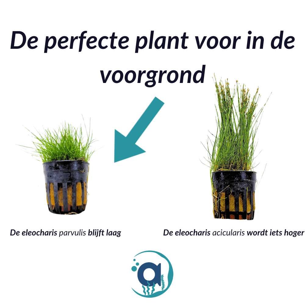 Eleocharis Parvulus