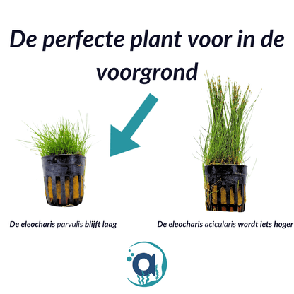 Eleocharis Parvulus