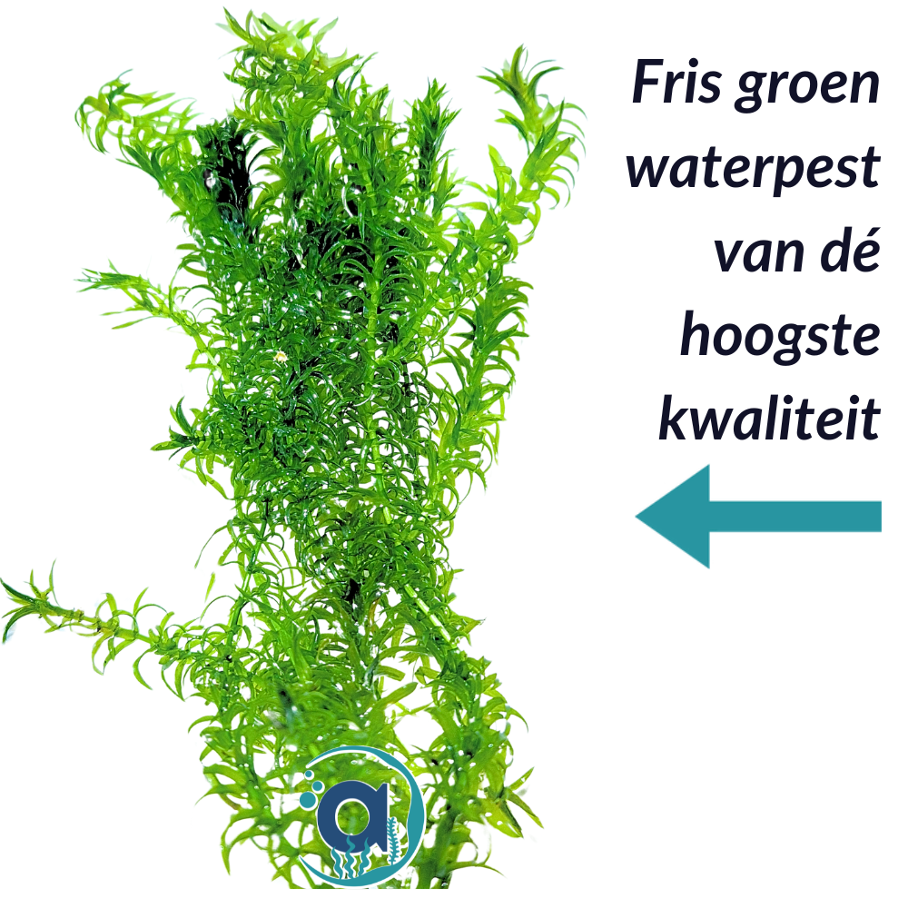 Elodea Densa Waterpest