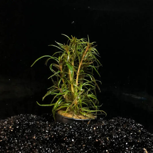 Eustralis Stellata