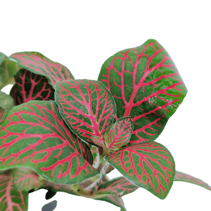Fittonia Rood