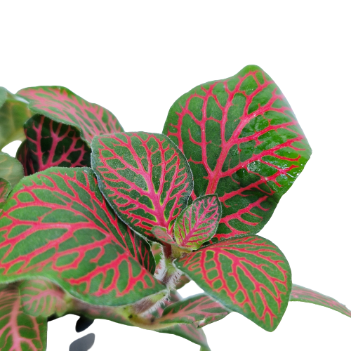 Fittonia Rood