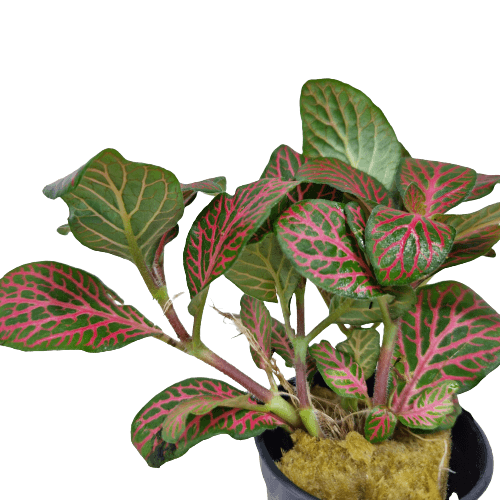 Fittonia Rood