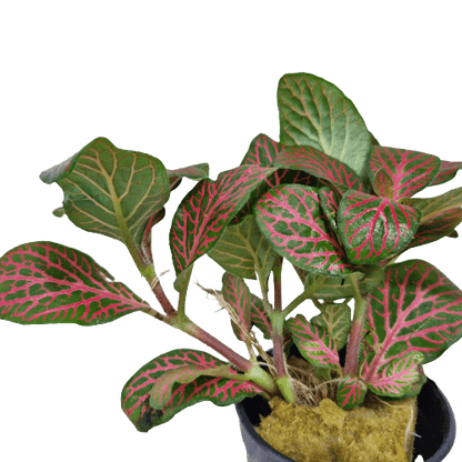 Fittonia Rood