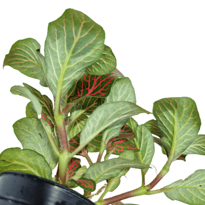 Fittonia Rood
