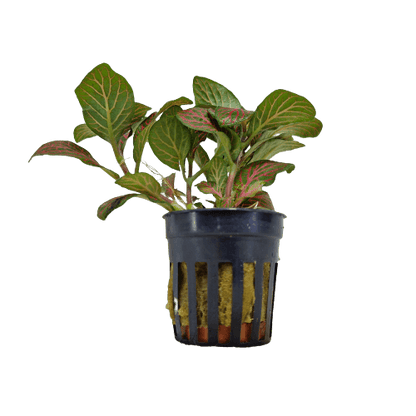 Fittonia Rood