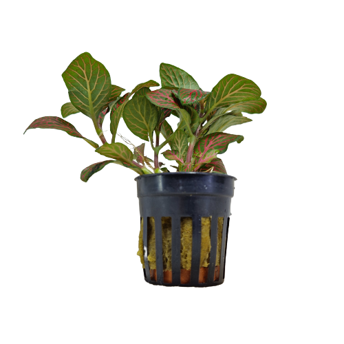 Fittonia Rood