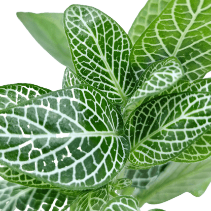 Fittonia Wit