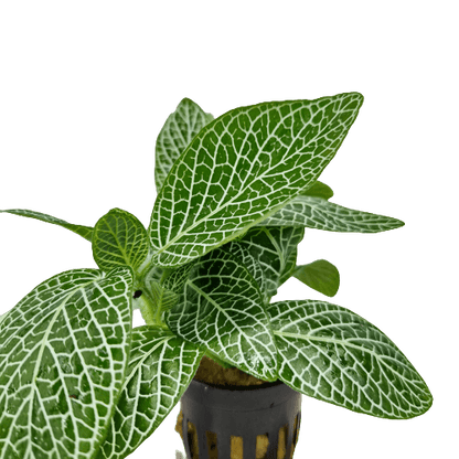 Fittonia Wit