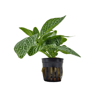 Fittonia Wit