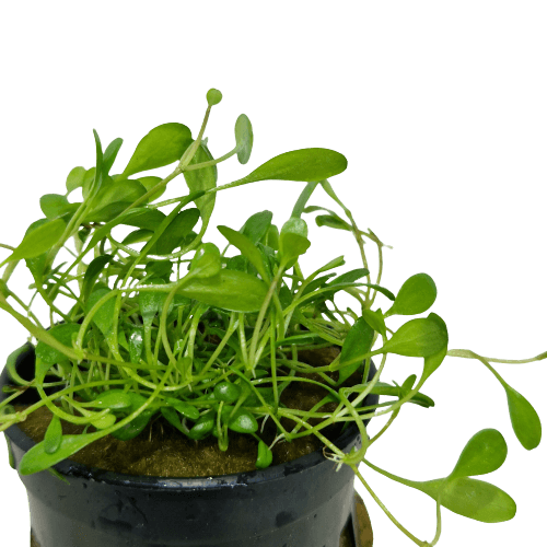 Glossostigma Elatinoides