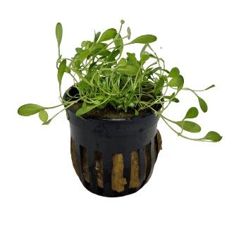 Glossostigma Elatinoides