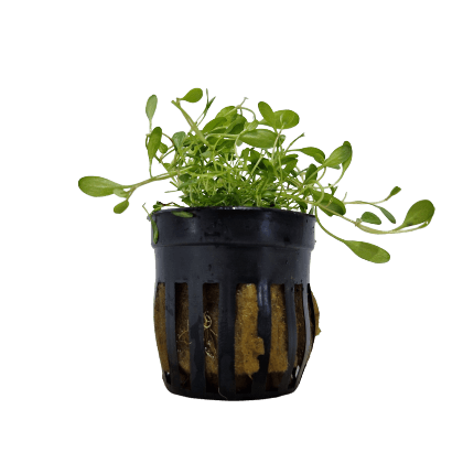 Glossostigma Elatinoides