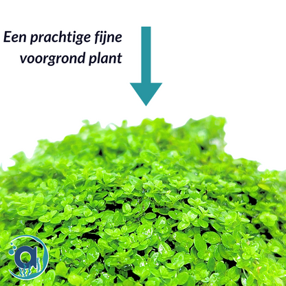 Hemianthus Callitrichoides