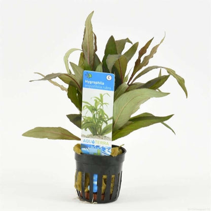 Hygrophila Angustifolia Rubra