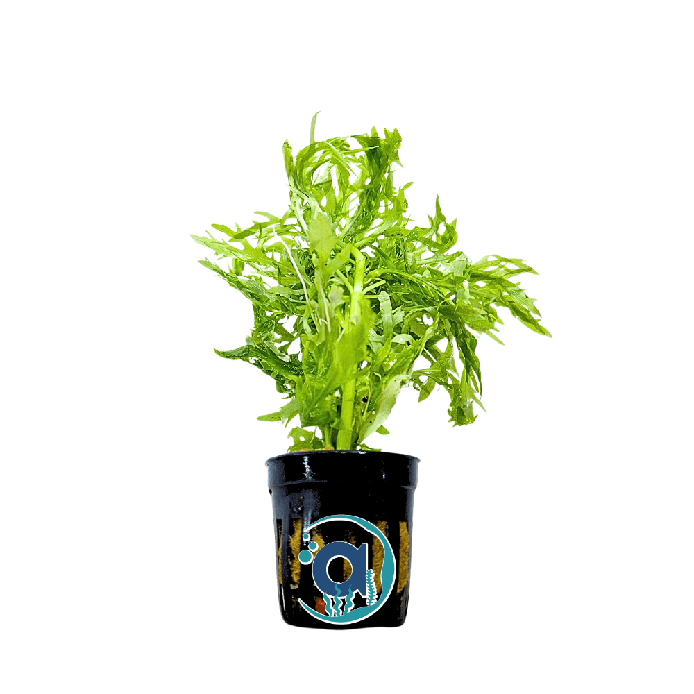 Hygrophila Difformis