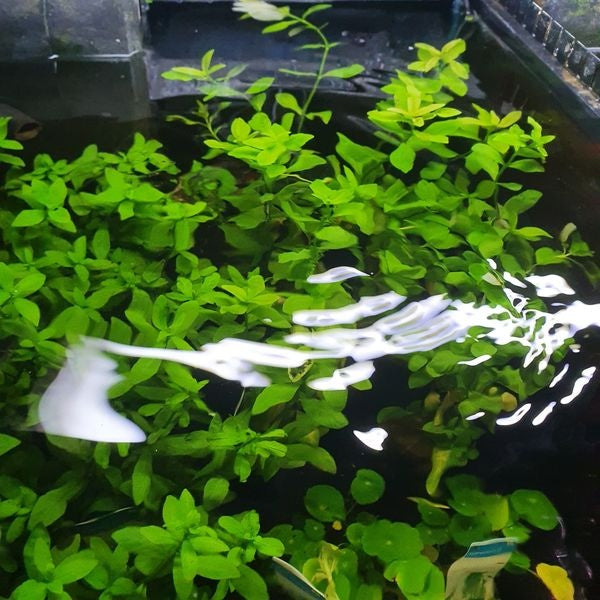 Hygrophila Moederplant