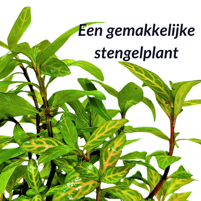 Hygrophila Rosanervig