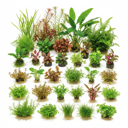 150 Liter Aquariumplanten Pakket