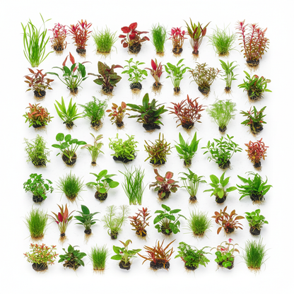 400 Liter Aquariumplanten Pakket