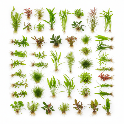 200 Liter Aquariumplanten Pakket