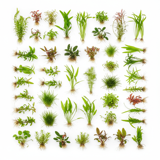 200 Liter Aquariumplanten Pakket