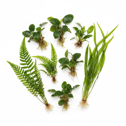Afrika Biotoop Planten Pakket