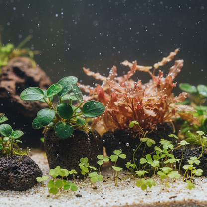 35 Liter Aquariumplanten Pakket