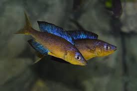 Cypr. Microlepidotus Karilani F1