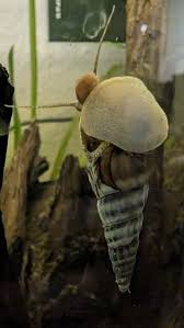 Brotia Herculea White