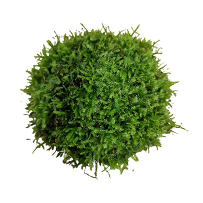 Java moss on coconut