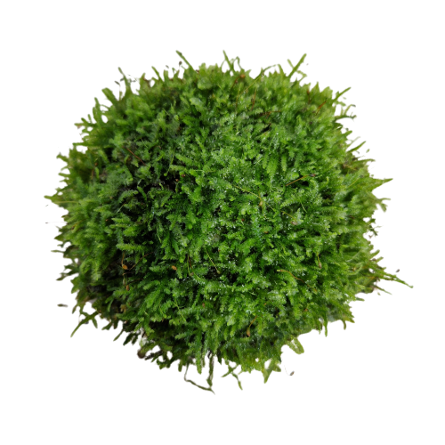 Java moss on coconut