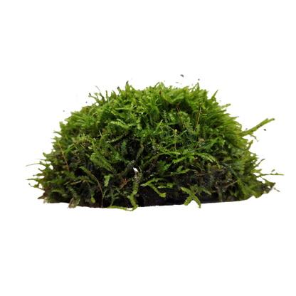 Java moss on coconut