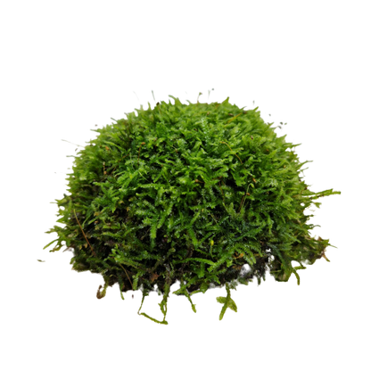 Java moss on coconut