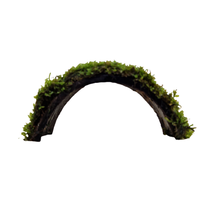 Java moss on coconut bridge