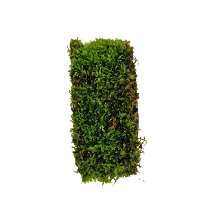 Java moss on coconut bridge