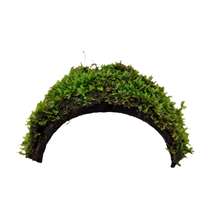 Java moss on coconut bridge