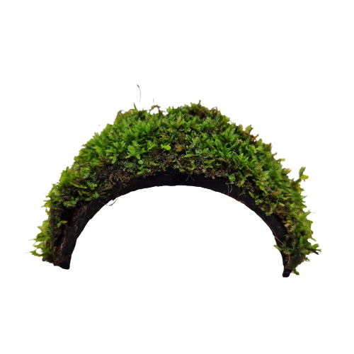 Java moss on coconut bridge