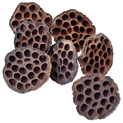 Lotus pods