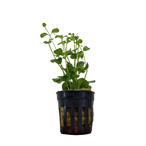 Lysimachia Nummularia